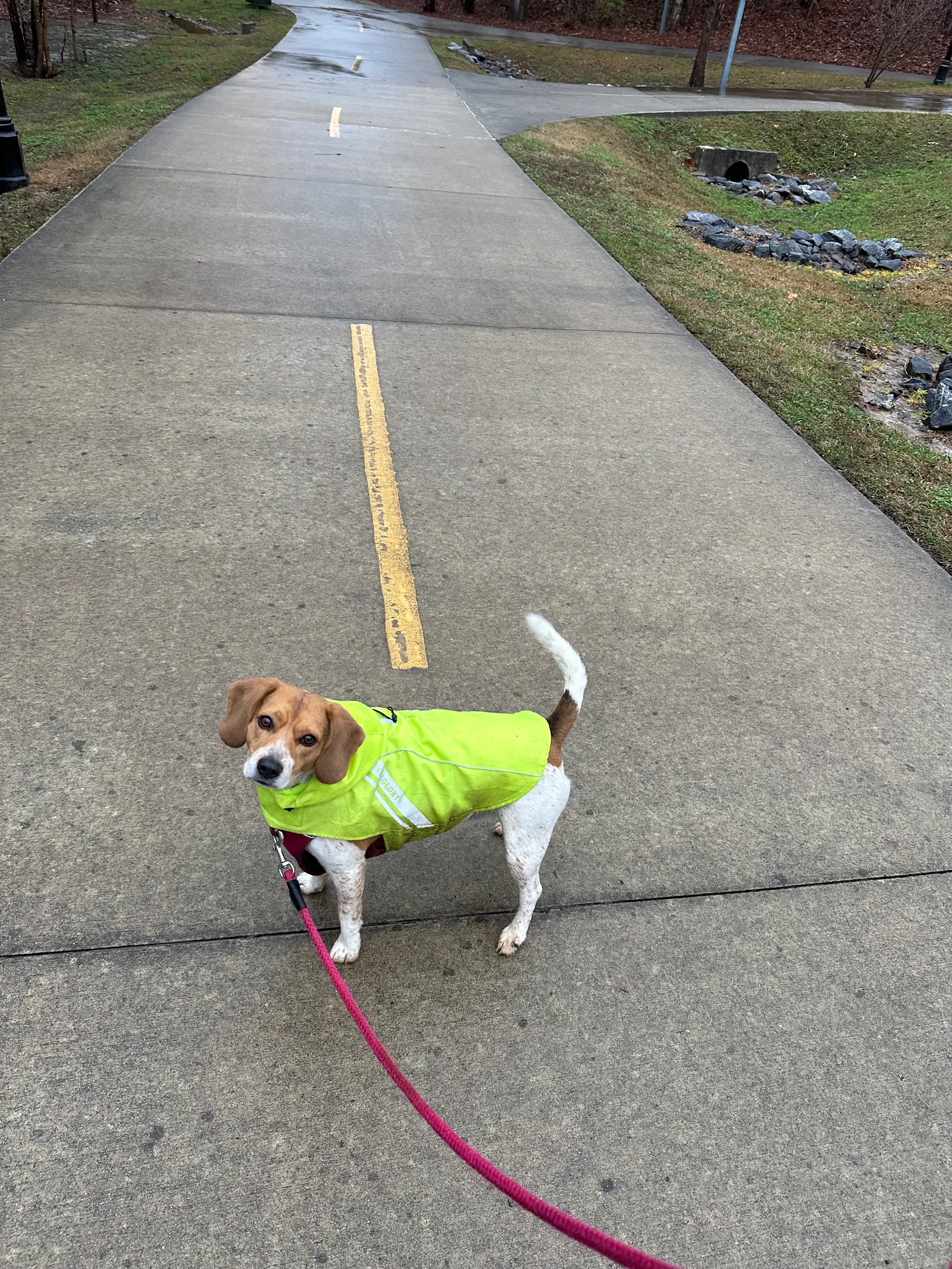 Skyler the beagle wearing a bright raincoat on a wet sidewalk path